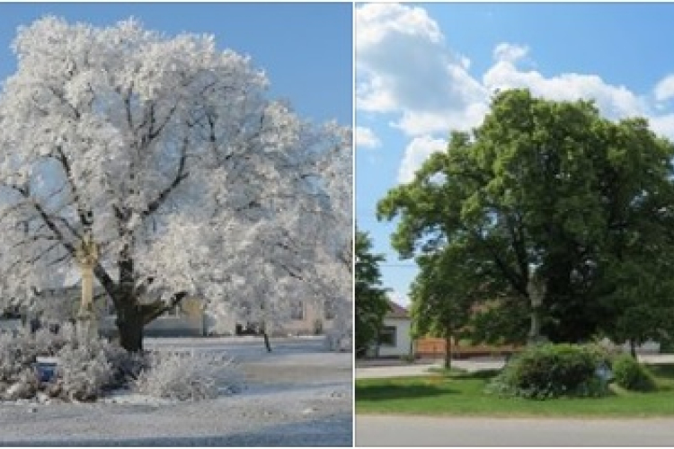 Az év fája lehet a kimlei hárs - már a döntőbe jutott!