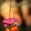 Scháling Anita Fotóalbuma