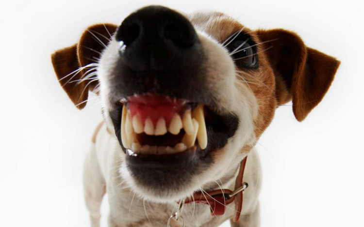 Elég volt! - Azonnali szabálysértési feljelentés jár a kóborló kutyák gazdáinak