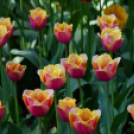 Tavaszváró - Tulipános kert