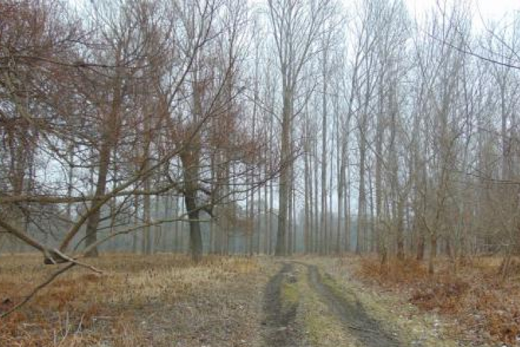 Irány a Bagaméri ág