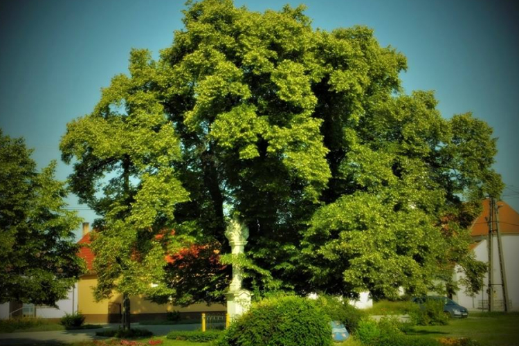 Negyedik helyezést ért el a kimlei hárs az Év fája versenyben 