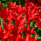 Tavaszváró - Tulipános kert