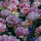 Tavaszváró - Tulipános kert