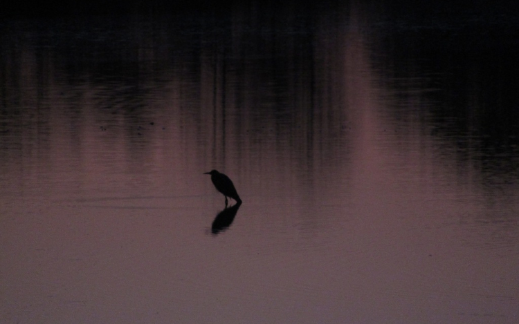 Hanságtól Hanságig - egy Madárbarát naplója