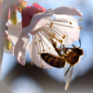 Scháling Anita Fotóalbuma