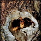  Körtvélyesi László Körte fotóművész munkái