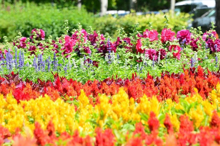 Virágosíts Mosonmagyaróvár!