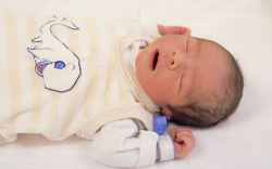 Hörcsög Soma, Kimle