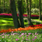 Tavaszváró - Tulipános kert