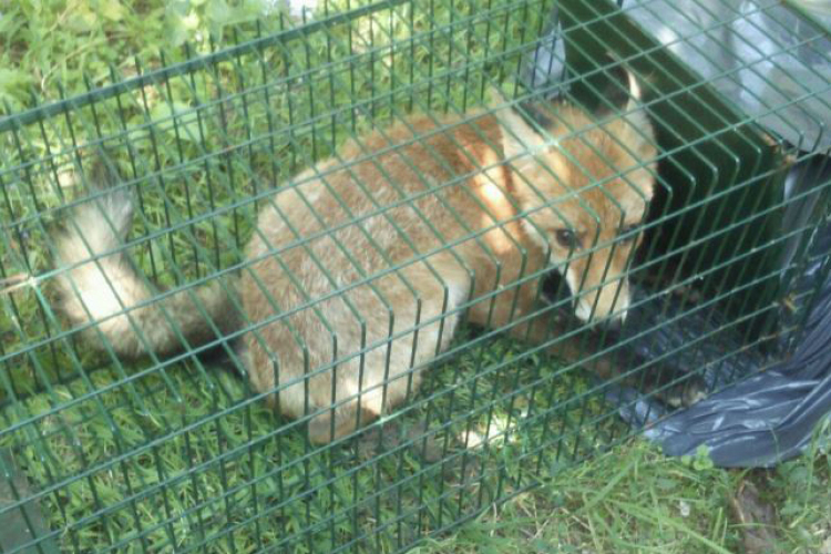 Vadcsapdákat helyeztek ki a Szigetközben