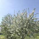 Vadcseresznyefák virágzása a Szigetköz Lelke Pálinkaház birtokán