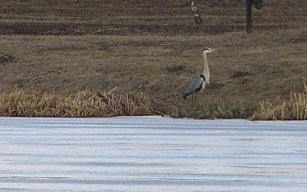 Hegyeshalomban járt a tavasz