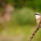 Tilai Gergely online fotókiállítása - díjnyertes képekkel