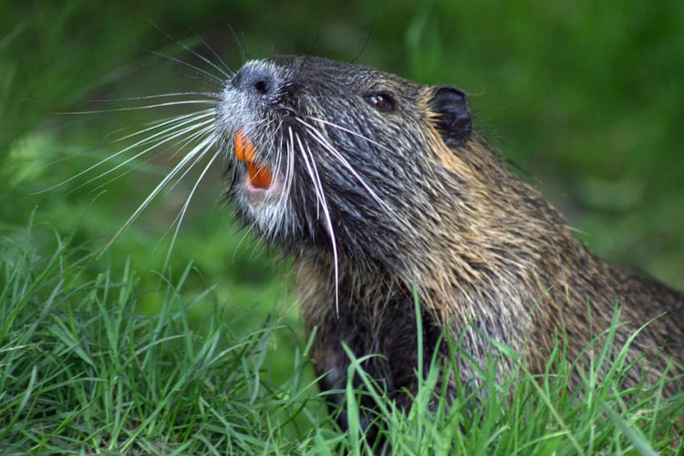 Hódító Hódok a Szigetközben