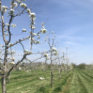 Vadcseresznyefák virágzása a Szigetköz Lelke Pálinkaház birtokán