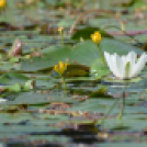 Bánhegyi Photography - Szigetköz képekben