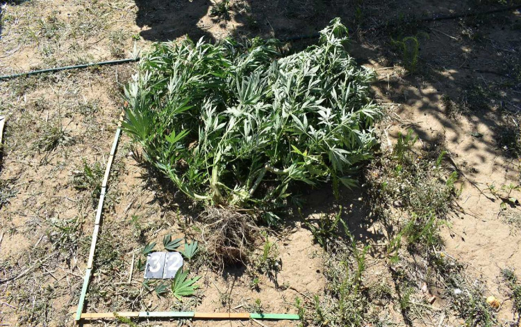 Otthonában termesztette a drogot, lebukott