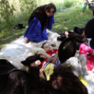 Szigetközi gulyahajtás 2018