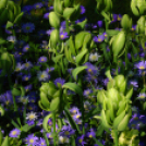 Tavaszváró - Tulipános kert