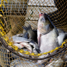 Jótékonysági horgászverseny 