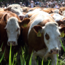 Szigetközi gulyahajtás 2018