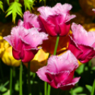 Tavaszváró - Tulipános kert