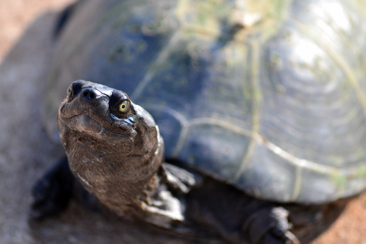 Kockakővel agyonütött egy teknőst az állatkertben egy nő