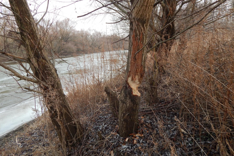 Sok kárt okoznak a túlszaporodott hódok