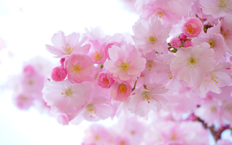 Anyák napi rajz és versíró pályázat