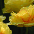 Tavaszváró - Tulipános kert