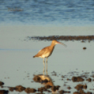 Tilai Gergely online fotókiállítása - díjnyertes képekkel