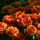 Tavaszváró - Tulipános kert