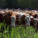 Szigetközi gulyahajtás 2018