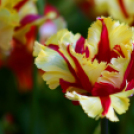 Tavaszváró - Tulipános kert