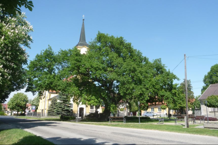 2. helyen áll a Dunakiliti Millenniumi Tölgy az ÉV Fája versenyen