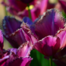 Tavaszváró - Tulipános kert