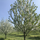 Vadcseresznyefák virágzása a Szigetköz Lelke Pálinkaház birtokán