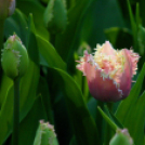 Tavaszváró - Tulipános kert