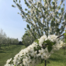 Vadcseresznyefák virágzása a Szigetköz Lelke Pálinkaház birtokán