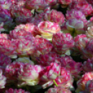 Tavaszváró - Tulipános kert