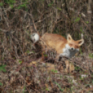 Az ország legnagyobb napóráját avatták Dunaszigeten