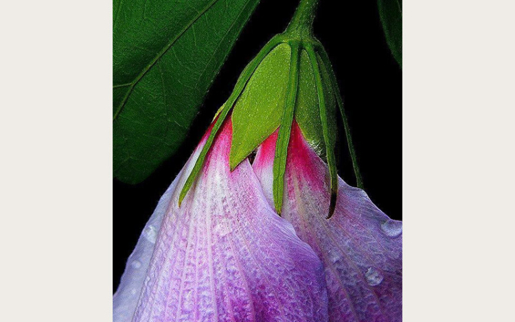 Mályvavirág és a méhecske