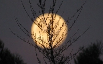 Hajnali ajándékok a Mosoni-Duna partján