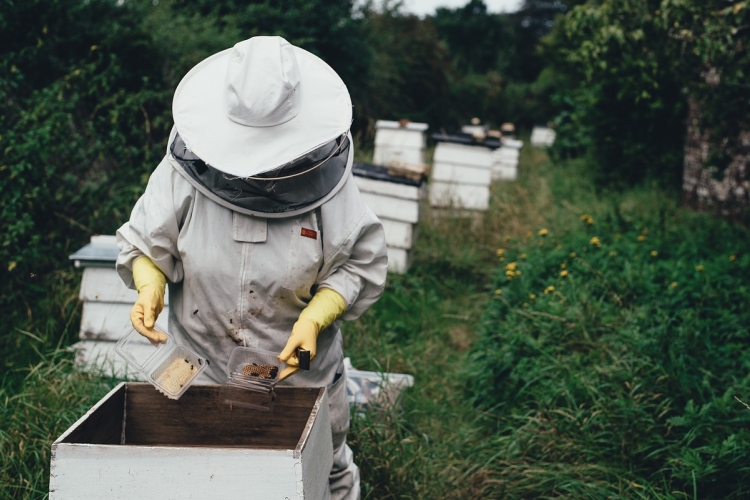Veszélyben a szigetközi méhészetek