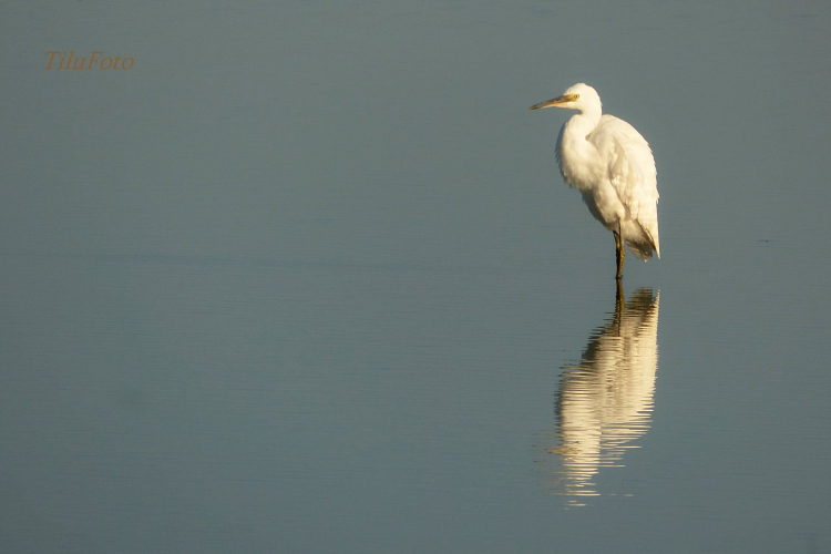 Tilai Gergely online fotókiállítása - díjnyertes képekkel