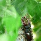 Tilai Gergely online fotókiállítása - díjnyertes képekkel