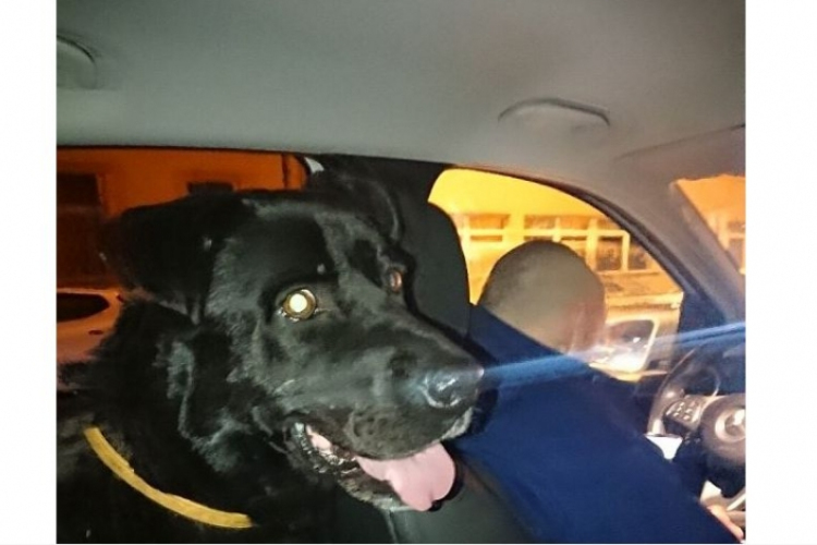 Az eb is tudja, hogy ki segíthet a bajban 