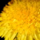 Scháling Anita Fotóalbuma