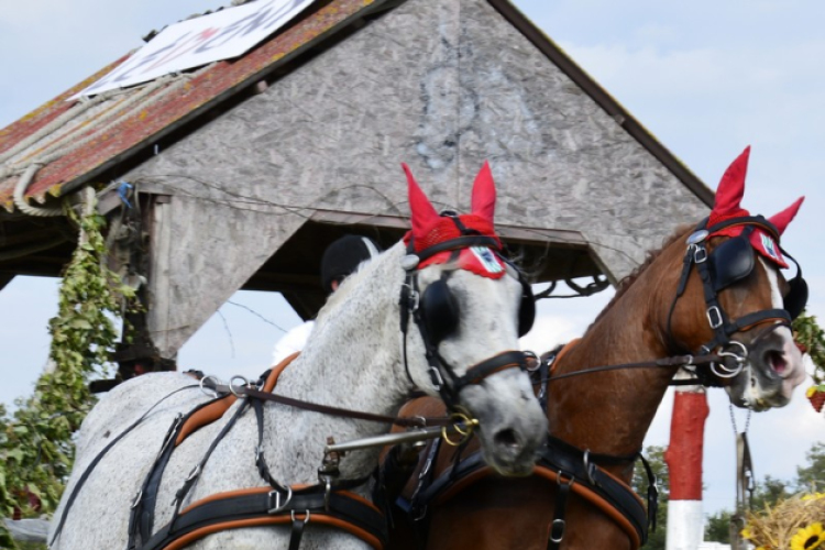 10.  Sajtos-Réti fogathajtó verseny 